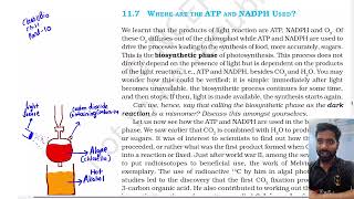 Part 10, Where are ATP and NADPH Used, Class 11th Biology Ncert lines Photosynthesis in higher plant