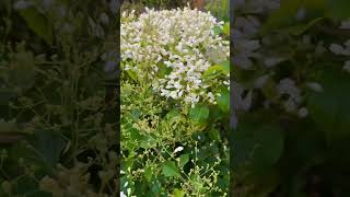 മണിമുല്ല വസന്തം/ മൊട്ടും പൂവും #manimulla /poronapaniculata/ Nagamulla/ christmasmulla/ buds flower