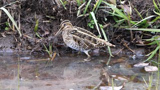 舞岡公園のタシギ　その８（4K60P動画）