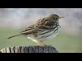 meadow pipit