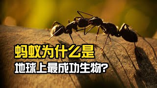 蚂蚁才是地球最成功的生物，如果它们团结起来，人类能够抵抗吗？Ants are the most successful creatures on earth