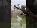 ¡increíble captura 🐟 este joven atrapa a una criatura gigante en segundos