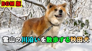 雪山の川沿いを散歩する秋田犬★BGMありバージョン★【びしゃもん】#雪山の散歩 #リラックス #bgm