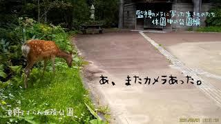 監視カメラに写った生きものたち〜休園中の公園編〜