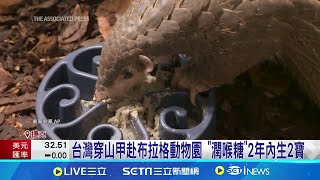 台北市立動物園前年送一對穿山甲\