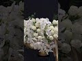 all white orchid and rose arrangement flowers orchid rose toronto florist xmas arrangement