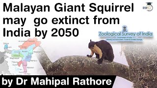 Malayan Giant Squirrel may go extinct from India by 2050, Facts about large squirrels found in India