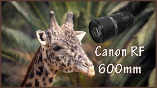 The Canon 600mm RF Lens ( A Three Minute Review)