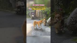 两只狗狗打完架后，柴犬突然演技爆发装受伤