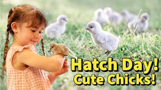 It's hatch day! Adorable newly hatched chicks, candling chicken eggs, and gathering hatching eggs.