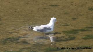 Herring Gull Fishing (Larus argentatus)