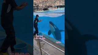 とても仲良しです。ステラとトレーナーさん　名古屋港水族館#shorts