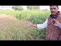 सरसों की उन्नत खेती कैसे करें सरसों की उन्नत क़िस्म r.h.725 how to do mustard farming 8224917065