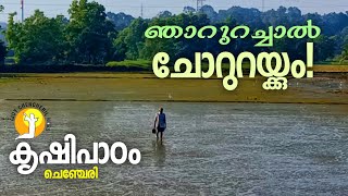 വയൽ | കൃഷി | FARMER | നെൽപ്പാടം | കൃഷിപ്പാട്ടുകൾ | പഴഞ്ചൊല്ലുകൾ | CHENCHERY | KRUSHIPADAM | VAYAL