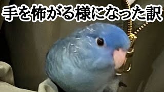 ニギコロまでさせてくれたインコが手を怖がる様になった理由【サザナミインコ】