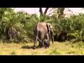 echo elephant amboseli - baby boom dans la plaine part2/3