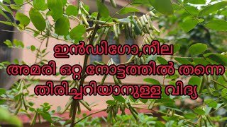 ഒറ്റ നോട്ടത്തിൽ തന്നെ നീല അമരി യെ തിരിച്ചറിയാം, എങ്ങിനെ? വീഡിയോ കാണാം @FasilasGreenWorld