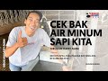 BAK AIR MINUM SAPI DI KANDANG SIRUKAM DAIRY FARM