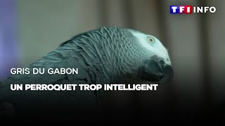 Gris du Gabon : un perroquet trop intelligent