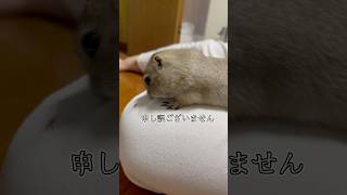 みんなはペットなにか飼ってますか❓#ピー助 #リチャードソンジリス#動物