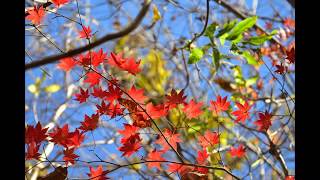 魚野の雲海と水上村の紅葉－燃える秋 Ver 18'11 16