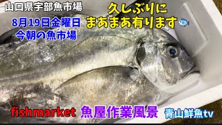 【まあまあ有ります🐟】【相場⤴️】【魚屋作業風景】今朝の魚市場8月19日金曜日の水揚げ状況！