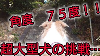 驚異の７５度！？凄まじい神社の階段‼️超大型犬とパパの挑戦。