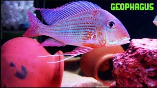 GEOPHAGUS CARE GUIDE | SOUTH AMERICAN CICHLID | TAMIL