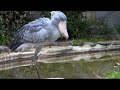 2019.12 .13 東京上野鳥散歩・ハシビロコウ