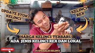 HARGA KELINCI REX DAN BERAGAM JENIS KELINCI HIAS #kelincirex #kelincihias #gasarabbits