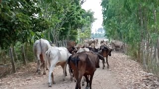 Ep738 #ชีวิตคนเลี้ยงน้องวัวบ้านทุ่งไกลปืนเที่ยงจ้า #lovecows