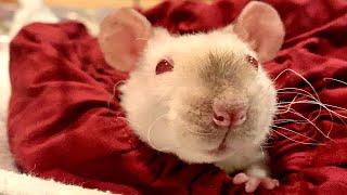 Sneaky rat found a way to woman's heart