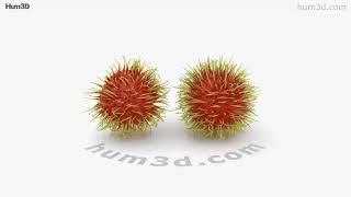 Rambutan 3D model by 3DModels.org