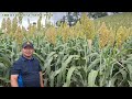 sorghum yields 2.6 tons in 3 300 sqm. demo farm sorghum farming in the philippines