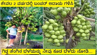 ಗಿಡ್ಡ ತೆಂಗಿನ ತಳಿ ಸಸಿಯ ಬಗ್ಗೆ ಮಾಹಿತಿ  / ಗಿಡ್ಡ ತೆಂಗು/  DWARF COCONUT PLANT IN KANNADA