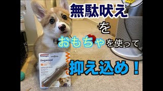 【無駄吠え防止】コーギの子犬 新しいおもちゃで吠え防止 途中で特技披露も！