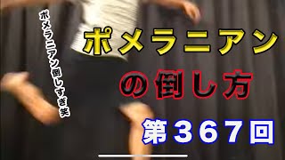 【武井壮】何回倒すんだ⁉︎（笑）ポメラニアンの倒し方【切り抜き】