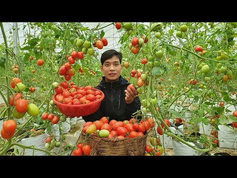 Harvest tomato garden Bring to market to sell – Caring for puppies, Cooking Triệu Văn Tính
