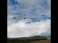 Hundreds of Barn Swallows (Hirundo rustica) gathering on the wires in preparation for migration