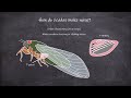 how do cicadas make noise entomology