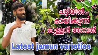 Best jamun varieties | ചട്ടിയിൽ കായിക്കുന്ന കുള്ളൻ ഞാവൽ | Kerala’s ideal varieties | TOP VARIETIES