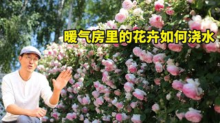 搬进暖气房里的盆栽花卉，浇水时该注意什么？ 一个视频帮你解释清楚