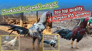 చింతమనేని గారి లైన్||భీమవరం జాతి రిచ్వాటం||4 పుంజులు||టూ టాప్ క్వాలిటీ||90103 72169