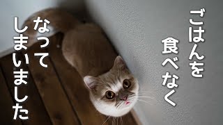 【トラブル発生】泣き叫び、ご飯を食べない猫、原因は犬でした【コーギー】【マンチカン】