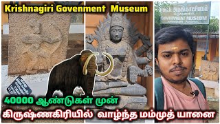 🦣 40000 ஆண்டுகளுக்கு முன் கிருஷ்ணகிரியில் வாழ்ந்த மம்முத் யானை | Krishnagiri Govenment Museum |TN 24