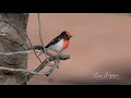 australian birds. red capped robin. male singing and in full breeding plumage. nikon z6