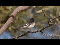 australian birds. red capped robin. male singing and in full breeding plumage. nikon z6