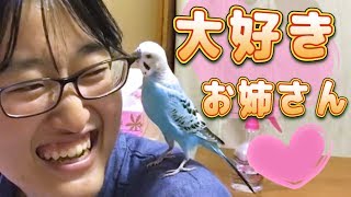 最初は怖かったお姉さんにメロメロになってしまったインコ