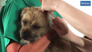 How to Clean Your Dogs Ears with Virbac