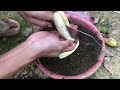 technique for grafting banana tree growing fast with aloe vera greatt